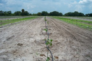 Murphy 3-row