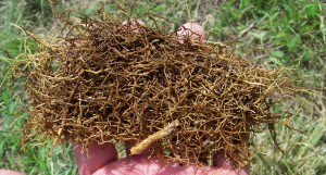 root density