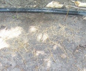 roots surface