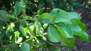 Previous Flush with Leafminer Damage, Current Flush is Clean