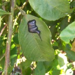 Splat on Leaf